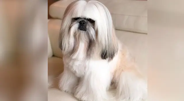 Perrito cautiva las redes por tener un look parecido al de Lady Gaga Perrito cautiva las redes por tener un look parecido al de Lady Gaga