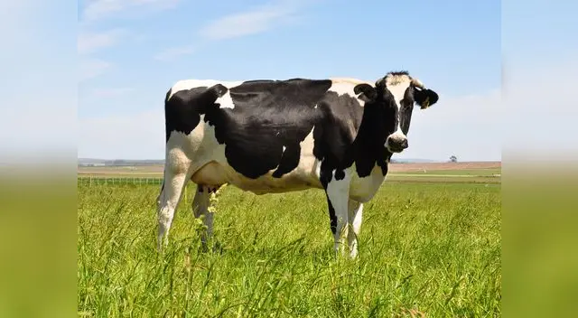 Escena enterneció a miles en redes sociales que al enterarse de la historia no dudaron en aplaudir gran decisión del dueño. Escena enterneció a miles en redes sociales que al enterarse de la historia no dudaron en aplaudir gran decisión del dueño.