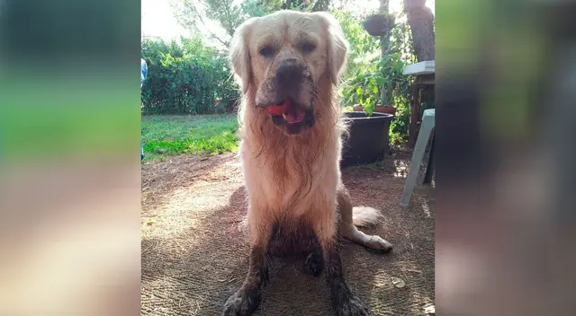Perrito recién bañando disfruta zambullirse en un charco de barro