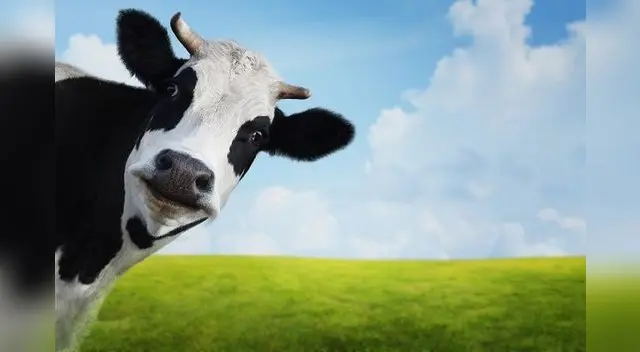 El animal tiene la costumbre de visitarlo cada día, porque piensa que él es su ‘mamá’ dado que lo crió desde que era un bebé . El animal tiene la costumbre de visitarlo cada día, porque piensa que él es su ‘mamá’ dado que lo crió desde que era un bebé .