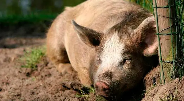 Joven tuvo que trepar un árbol para que un cerdo salvaje no la atacara