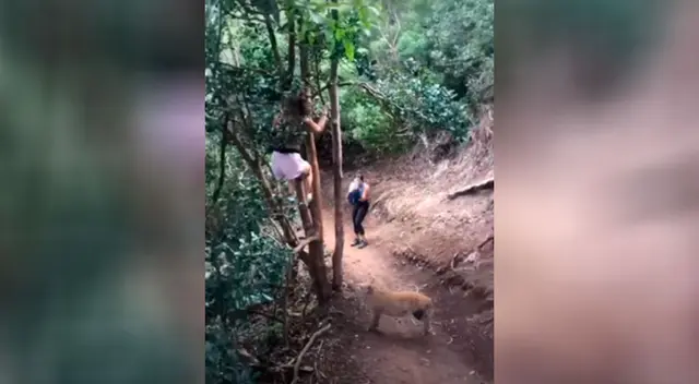 Joven tuvo que trepar un árbol para que un cerdo salvaje no la atacara