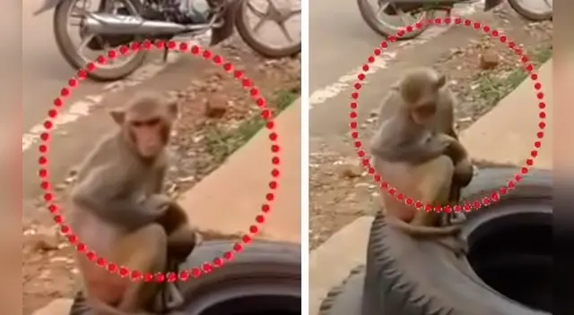 La trágica escena conmovió a miles en las redes sociales. La trágica escena conmovió a miles en las redes sociales.