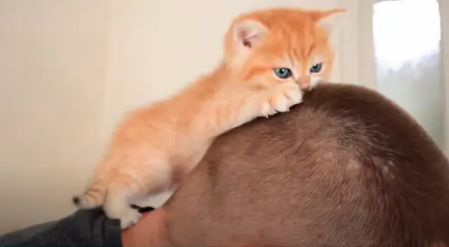 El pequeño gatito en pleno masaje a su dueño El pequeño gatito en pleno masaje a su dueño