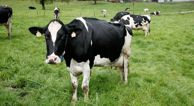 Jenna es la vaca lechera protagonista de esta historia. Jenna es la vaca lechera protagonista de esta historia.