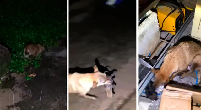 La perrita rescatando a sus cachorros.