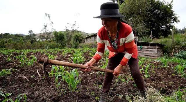 Esta campaña busca acercar a los agricultores con el mercado nacional y brindarles un respaldo especial por haber aportado al abastecimiento de alimentos durante todo el periodo de emergencia. Esta campaña busca acercar a los agricultores con el mercado nacional y brindarles un respaldo especial por haber aportado al abastecimiento de alimentos durante todo el periodo de emergencia.