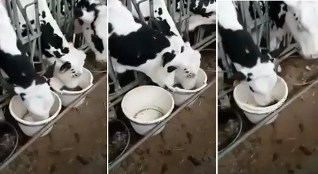 Vaca se hace viral por quitar el plato de comida a su compañero. Vaca se hace viral por quitar el plato de comida a su compañero.