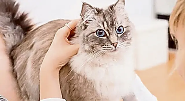 Presta mucha atención a cómo están sus ojos, oreja, cola y demás. Presta mucha atención a cómo están sus ojos, oreja, cola y demás.