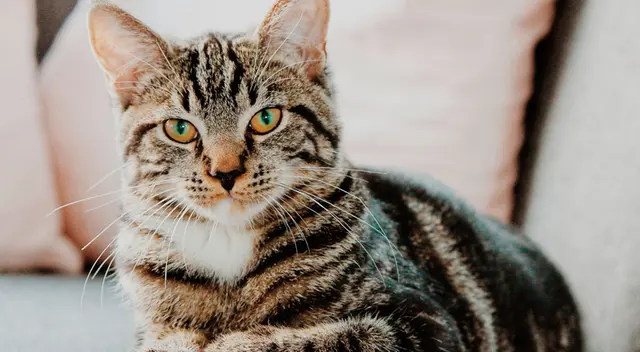 Gatito intentó comerse al nuevo hámster de su dueño