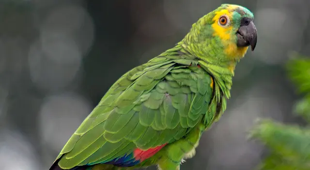 Loro se ríe como todo un supervillano y remece las redes sociales Loro se ríe como todo un supervillano y remece las redes sociales