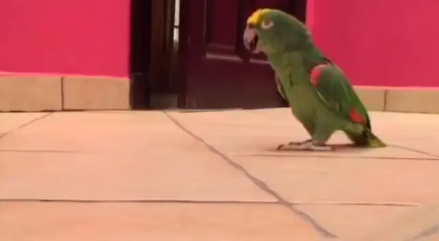 Loro se ríe como todo un supervillano y remece las redes sociales Loro se ríe como todo un supervillano y remece las redes sociales