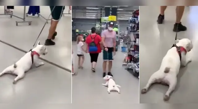 La travesura del cachorro se volvió tendencia en diversos países.