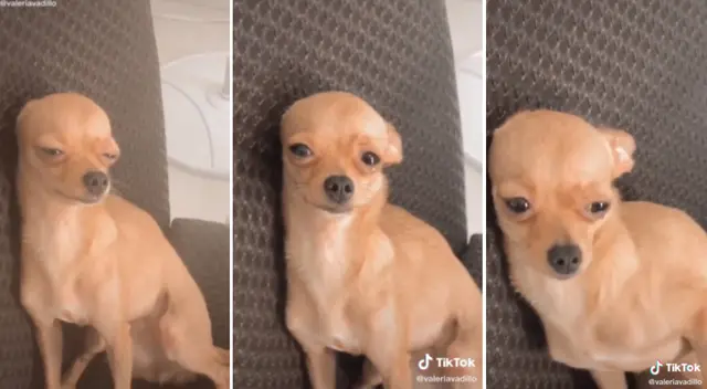 La perrita no soportó ver que su dueña sea regañada. La perrita no soportó ver que su dueña sea regañada.