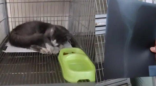 Maltratan a gato en Independencia.