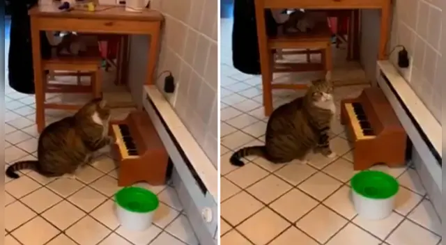 La divertida escena causó sensación en las redes sociales.