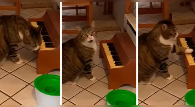 El video viral superó el medio millón de reproducciones.