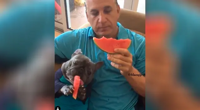 Simpático bulldog come sus alimentos usando las patitas y encanta a todos Simpático bulldog come sus alimentos usando las patitas y encanta a todos