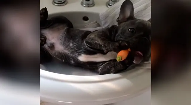 Simpático bulldog come sus alimentos usando las patitas y encanta a todos Simpático bulldog come sus alimentos usando las patitas y encanta a todos