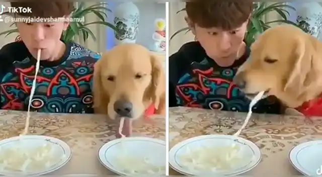 El gracioso comportamiento del perro desató la risa de miles en las redes sociales. El gracioso comportamiento del perro desató la risa de miles en las redes sociales.