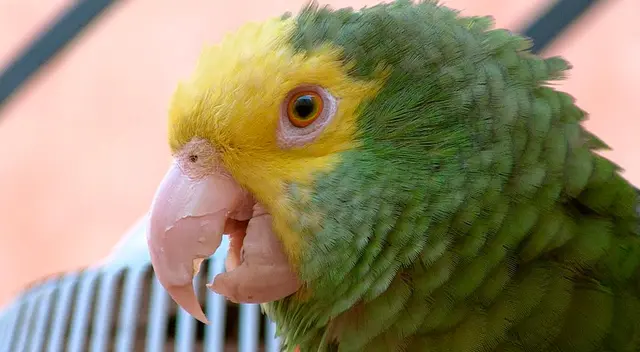 Joven sale de paseo con su loro en una moto y el animal imita el sonido de una bocina