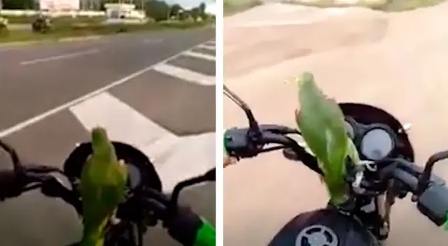 Joven sale de paseo con su loro en una moto y el animal imita el sonido de una bocina