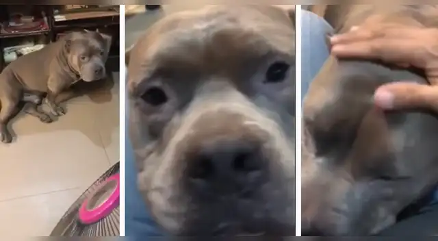 El video cuenta con más de 50 mil reproducciones en Facebook. El video cuenta con más de 50 mil reproducciones en Facebook.