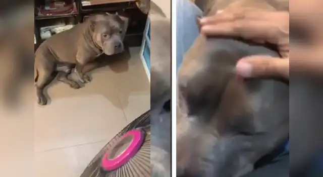 La emotiva escena se ha robado el corazón de miles de usuarios en las redes sociales. La emotiva escena se ha robado el corazón de miles de usuarios en las redes sociales.