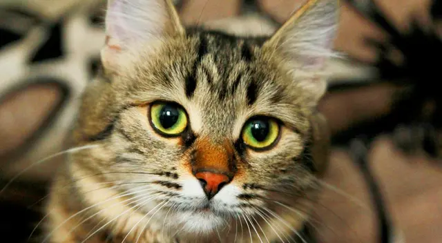 La joven logró salvar al roedor.