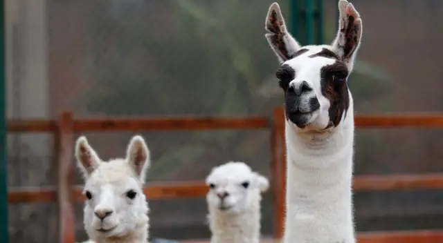 'Tito' proviene de Junín y es un proyecto financiado por el Fondo Nacional de Desarrollo Científico, tecnológico y de innovación tecnológica (FONDECYT). 'Tito' proviene de Junín y es un proyecto financiado por el Fondo Nacional de Desarrollo Científico, tecnológico y de innovación tecnológica (FONDECYT).