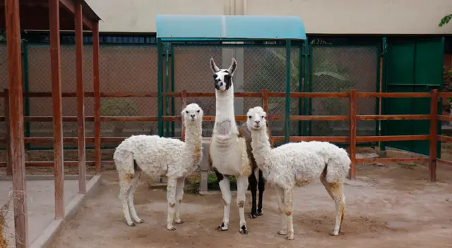 Lo que desea es producir anticuerpos de defensa de los Linfositos, la cual aíslan una porción del gen que producirá estos anticuerpos, se espera pueda bloquear el terrible virus. Lo que desea es producir anticuerpos de defensa de los Linfositos, la cual aíslan una porción del gen que producirá estos anticuerpos, se espera pueda bloquear el terrible virus.