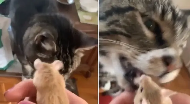 Escena ha dejado en shock a todos los internautas que se preocuparon por el pequeño animalito.