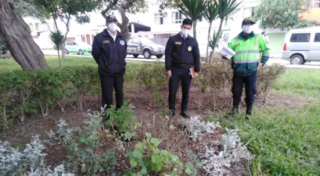 Encuentran marihuana en Surco. Encuentran marihuana en Surco.