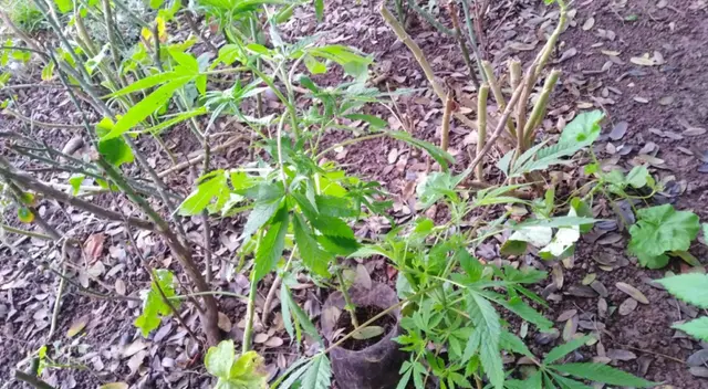 Encuentran marihuana en Surco. Encuentran marihuana en Surco.