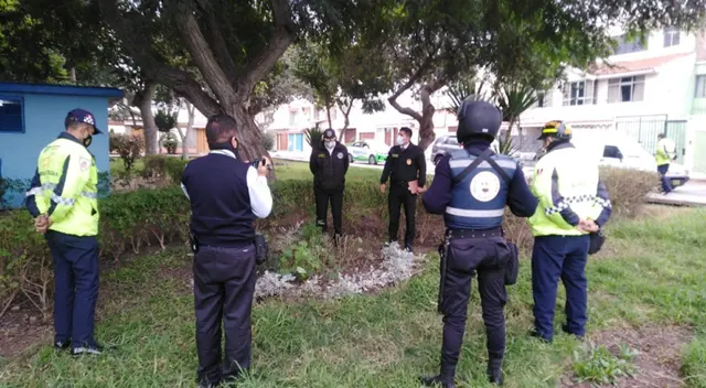 Encuentran marihuana en Surco. Encuentran marihuana en Surco.