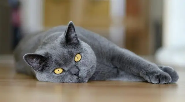 Curioso video se volvió viral por el comportamiento de un gato con un pequeño e inocente hámster.