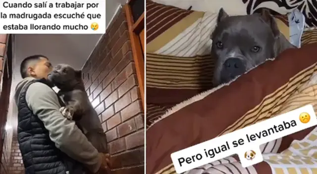 Perrita tiene conmovedora reacción para evitar que su dueño salga a trabajar. Perrita tiene conmovedora reacción para evitar que su dueño salga a trabajar.