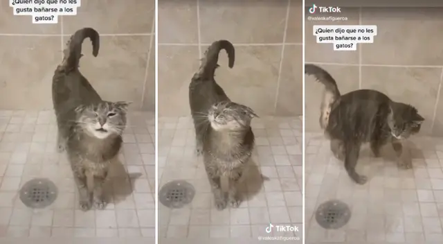 El gatito sorprendió a más de uno con su peculiar forma de bañarse. El gatito sorprendió a más de uno con su peculiar forma de bañarse.