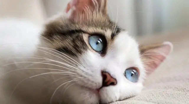 Día del Gato: conoce los mitos y verdades.