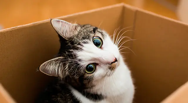 Día del Gato: conoce los mitos y verdades.