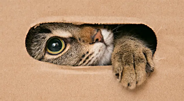 Día del Gato: conoce los mitos y verdades.