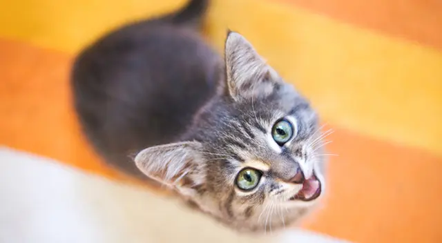 Día del Gato: conoce los mitos y verdades.