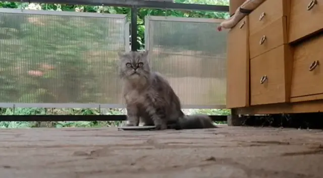 El momento preciso cuando el gatito persa acabó su comida. El momento preciso cuando el gatito persa acabó su comida.