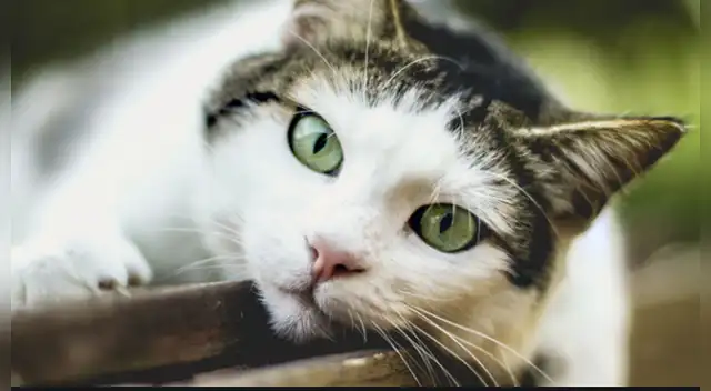 Conoce algunas características de los gatos.