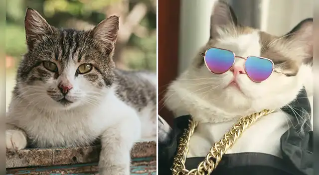 Es el único animal que tiene tres festejos al año por su día.