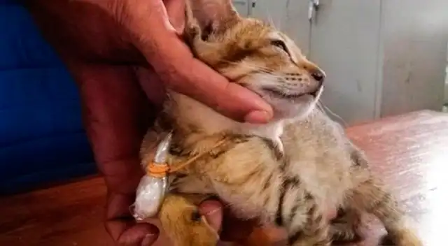 Gato detenido con droga colgada en el cuello.