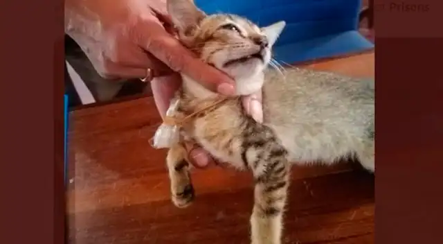 Gato detenido con droga colgada en el cuello.