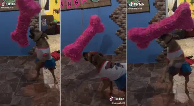 La perrita celebró su cumpleaños por todo lo alto.