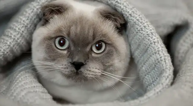 Día internacional del gato: 7 razones para tener un felino en casa.