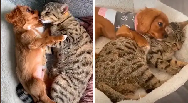 Teddy y Albi disfrutando de su amistad en TikTok.
